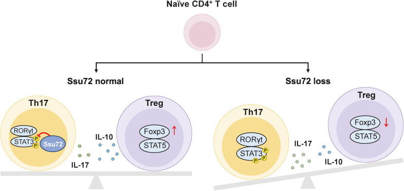 Phosphatase Ssu72 Is Essential for Homeostatic Balance Between CD4<sup>+</sup> T Cell Lineages.