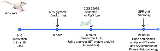 Post-injury Inhibition of Endothelin-1 Dependent Renal Vasoregulation Mitigates Rhabdomyolysis-Induced Acute Kidney Injury.