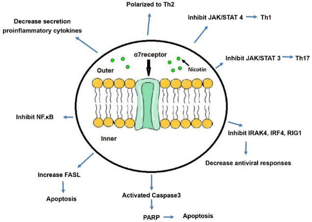 Effect of Nicotine on Immune System Function.