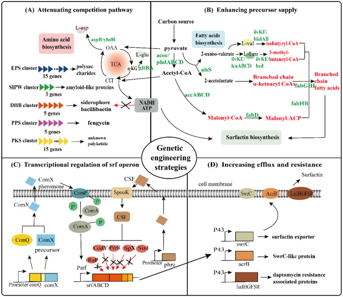 Chemical structure, properties and potential applications of surfactin, as well as advanced strategies for improving its microbial production.