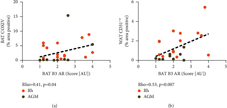 Brief Communication: Histological Assessment of Nonhuman Primate Brown Adipose Tissue Highlights the Importance of Sympathetic Innervation.