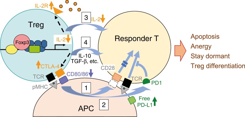 Treg-based immunotherapy for antigen-specific immune suppression and stable tolerance induction: a perspective.