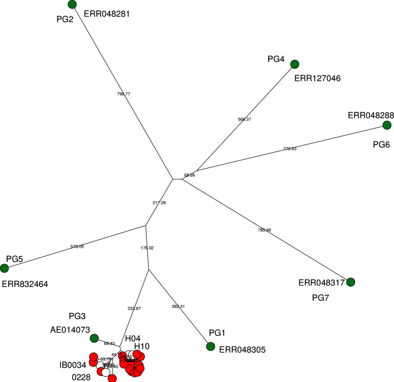 Characterization of <i>Shigella flexneri</i> in northern Vietnam in 2012-2016.