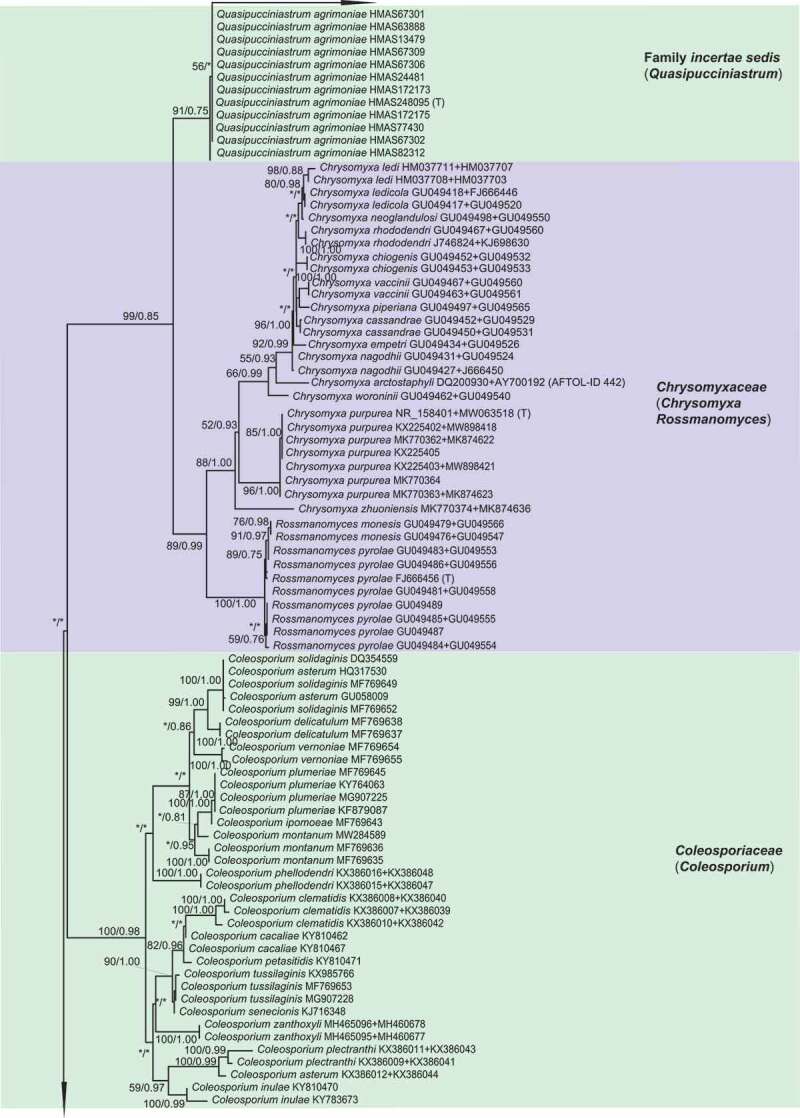 Applying early divergent characters in higher rank taxonomy of <i>Melampsorineae</i> (<i>Basidiomycota, Pucciniales</i>).