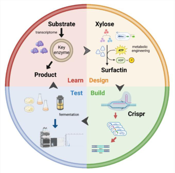 Chemical structure, properties and potential applications of surfactin, as well as advanced strategies for improving its microbial production.