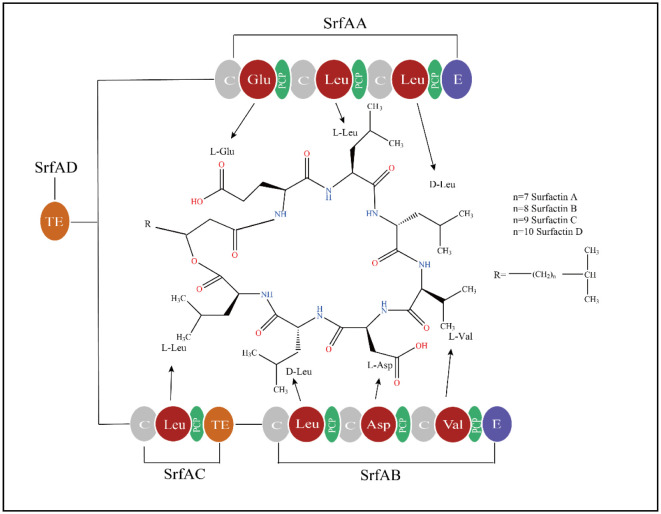 Chemical structure, properties and potential applications of surfactin, as well as advanced strategies for improving its microbial production.