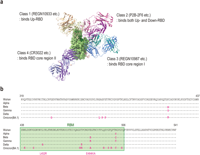 Characterization of anti-SARS-CoV-2 monoclonal antibodies focusing on antigen binding, neutralization, and FcγR activation via formation of immune complex.