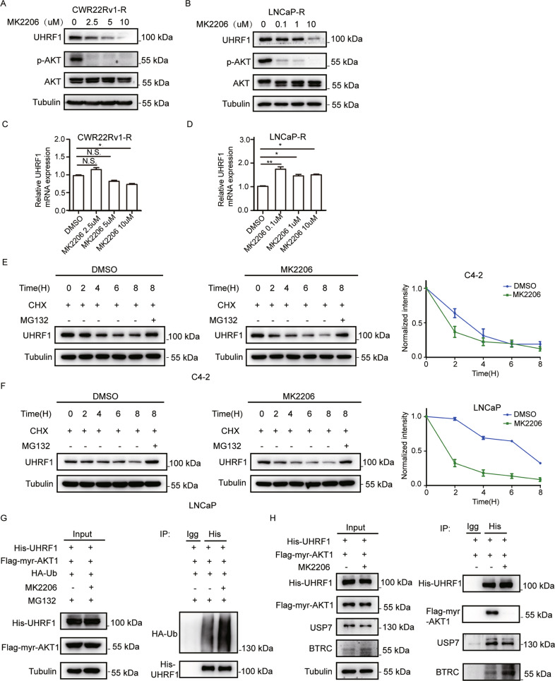 AKT1 regulates UHRF1 protein stability and promotes the resistance to abiraterone in prostate cancer.