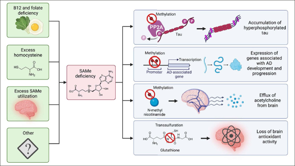 Protocol of a Phase II Randomized, Multi-Center, Double-Blind, Placebo-Controlled Trial of S-Adenosyl Methionine in Participants with Mild Cognitive Impairment or Dementia Due to Alzheimer's Disease.