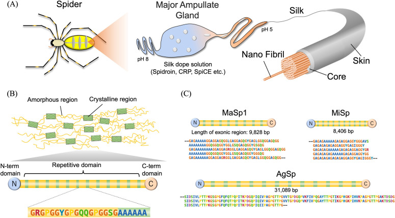 Molecular mechanisms of the high performance of spider silks revealed through multi-omics analysis.