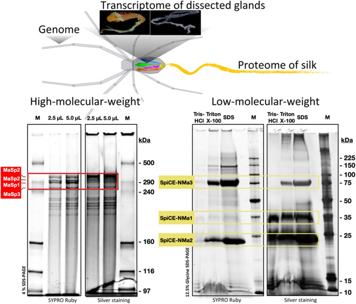 Molecular mechanisms of the high performance of spider silks revealed through multi-omics analysis.