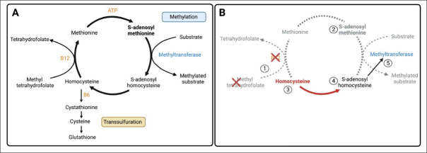 Protocol of a Phase II Randomized, Multi-Center, Double-Blind, Placebo-Controlled Trial of S-Adenosyl Methionine in Participants with Mild Cognitive Impairment or Dementia Due to Alzheimer's Disease.