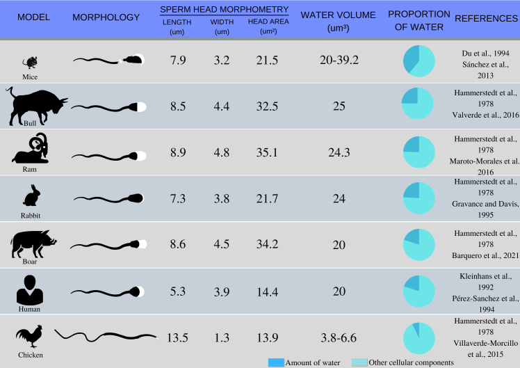 Kinetic vitrification: concepts and perspectives in animal sperm cryopreservation.