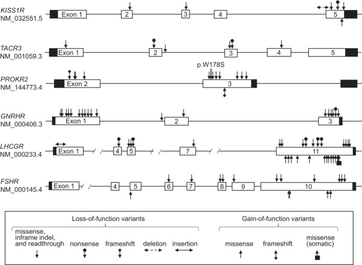 Genetic variants of G-protein coupled receptors associated with pubertal disorders.