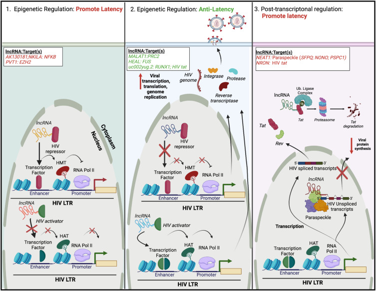 An Evaluation on the Role of Non-Coding RNA in HIV Transcription and Latency: A Review.