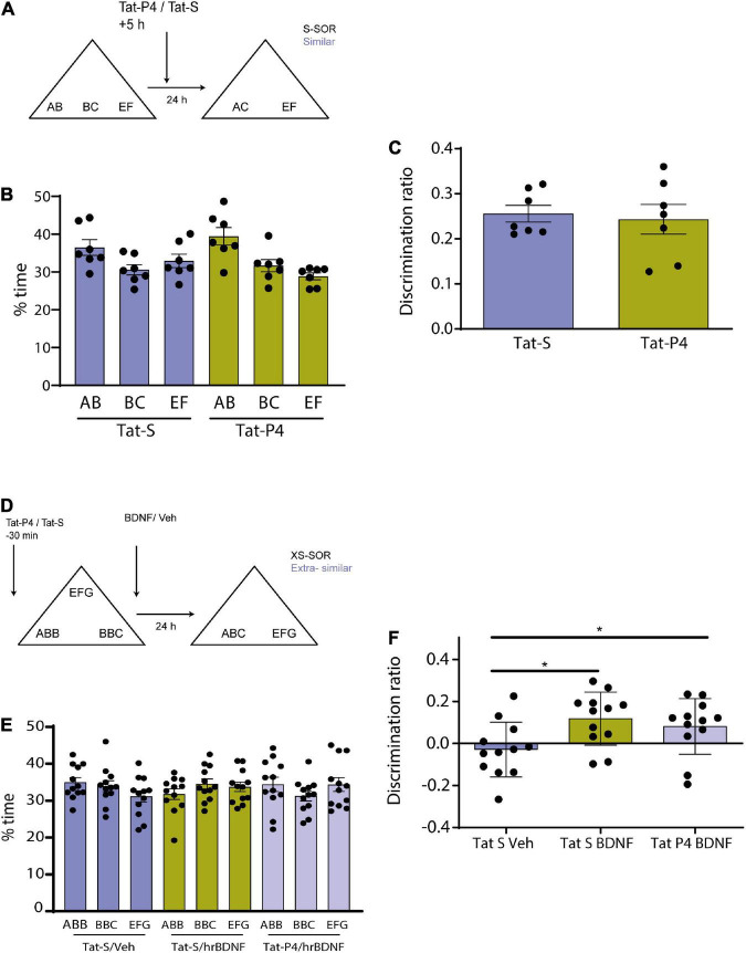 Endocytosis is required for consolidation of pattern-separated memories in the perirhinal cortex.