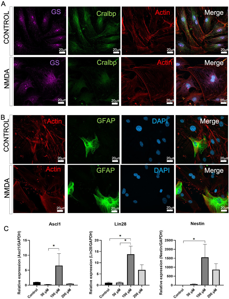 Müller Glia to Müller Glia Extracellular Vesicle-Dependent Signaling Induces Multipotency Genes <i>Nestin</i> and l<i>in28</i> Expression in Response to N-methyl-D-aspartate (NMDA) Exposure.