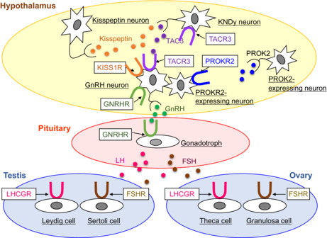 Genetic variants of G-protein coupled receptors associated with pubertal disorders.