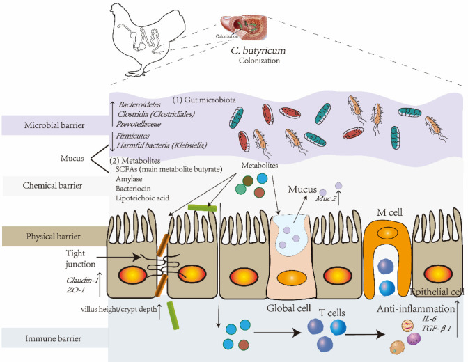 Regulatory Effects of the Probiotic <i>Clostridium butyricum</i> on Gut Microbes, Intestinal Health, and Growth Performance of Chickens.