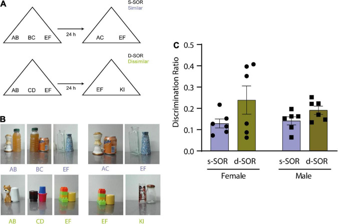 Endocytosis is required for consolidation of pattern-separated memories in the perirhinal cortex.