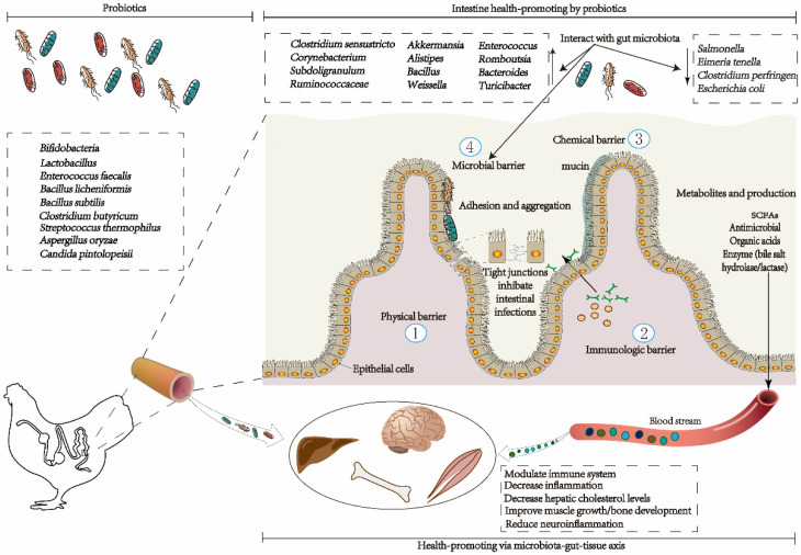 Regulatory Effects of the Probiotic <i>Clostridium butyricum</i> on Gut Microbes, Intestinal Health, and Growth Performance of Chickens.