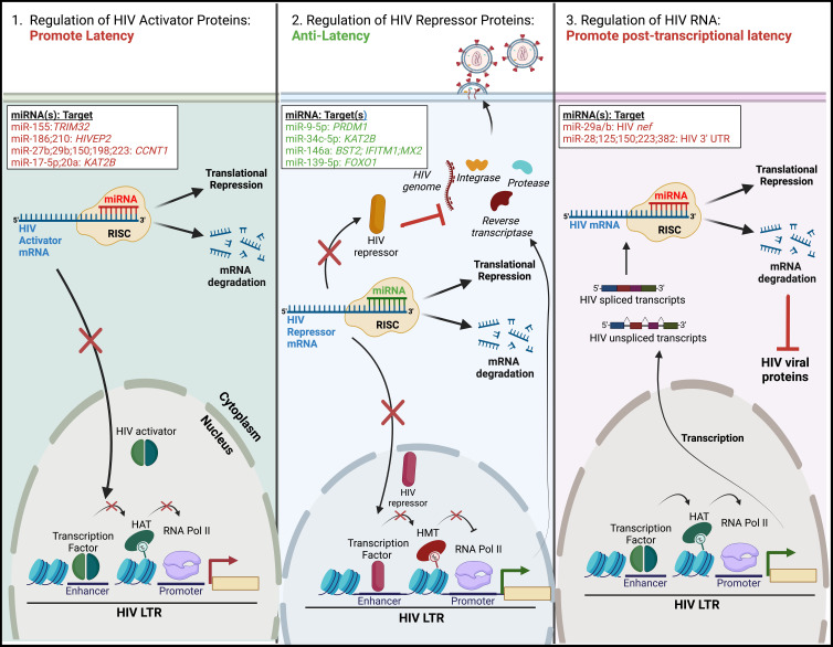 An Evaluation on the Role of Non-Coding RNA in HIV Transcription and Latency: A Review.