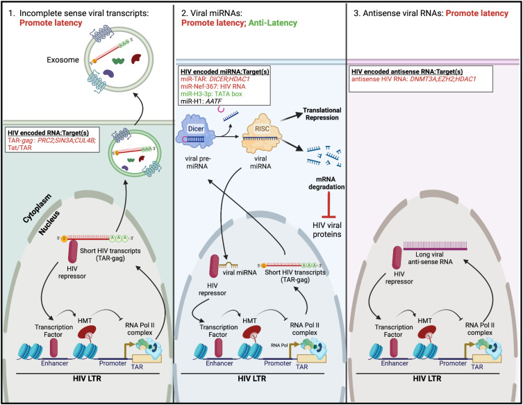 An Evaluation on the Role of Non-Coding RNA in HIV Transcription and Latency: A Review.