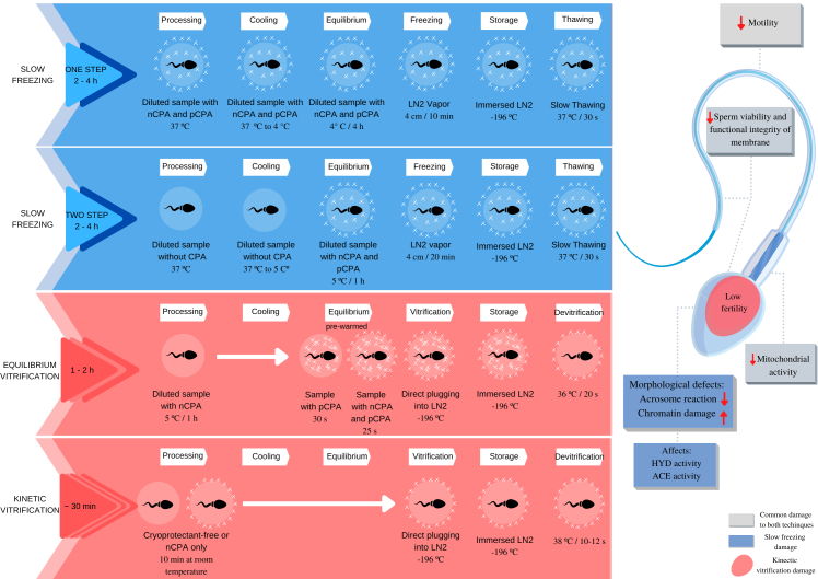 Kinetic vitrification: concepts and perspectives in animal sperm cryopreservation.