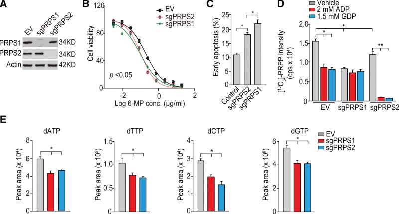 PRPS2 mutations drive acute lymphoblastic leukemia relapse through influencing PRPS1/2 hexamer stability.