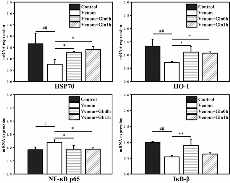 Glutamine ameliorates <i>Bungarus multicinctus</i> venom-induced lung and heart injury through HSP70: NF-κB p65 and P53/PUMA signaling pathways involved.