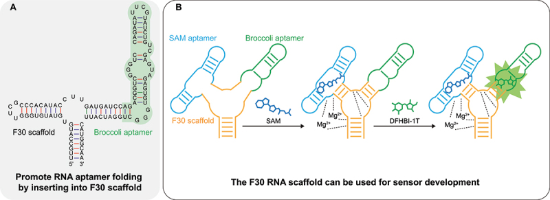 Synthetic biology tools to promote the folding and function of RNA aptamers in mammalian cells.