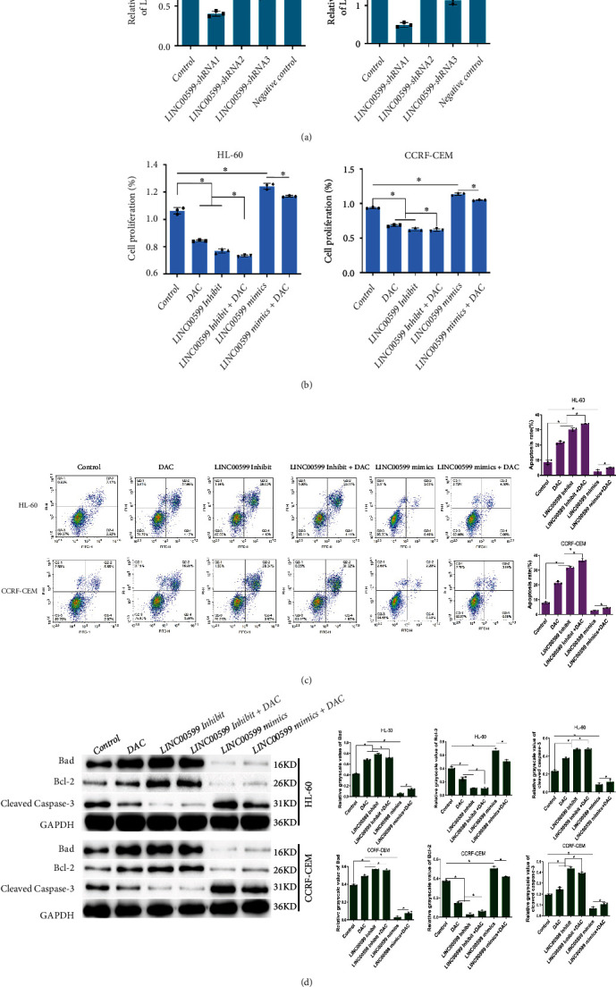 Mechanism of Action of Decitabine in the Treatment of Acute Myeloid Leukemia by Regulating LINC00599.