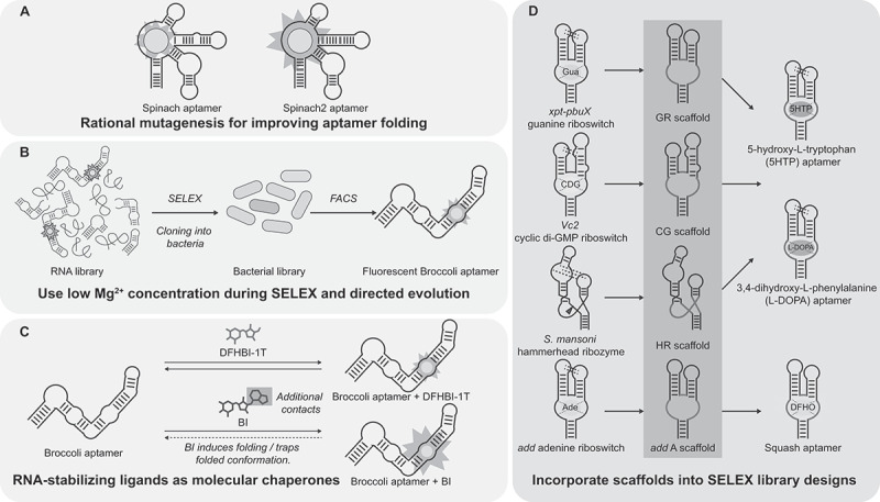 Synthetic biology tools to promote the folding and function of RNA aptamers in mammalian cells.