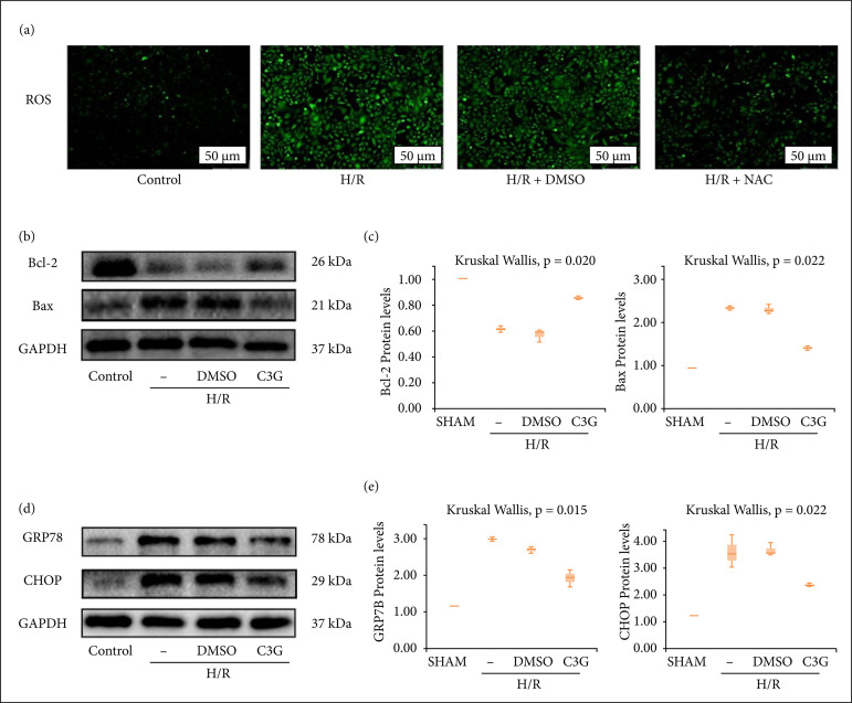 Cyanidin-3-O-glucoside plays a protective role against renal ischemia/ reperfusion injury via the JAK/STAT pathway.