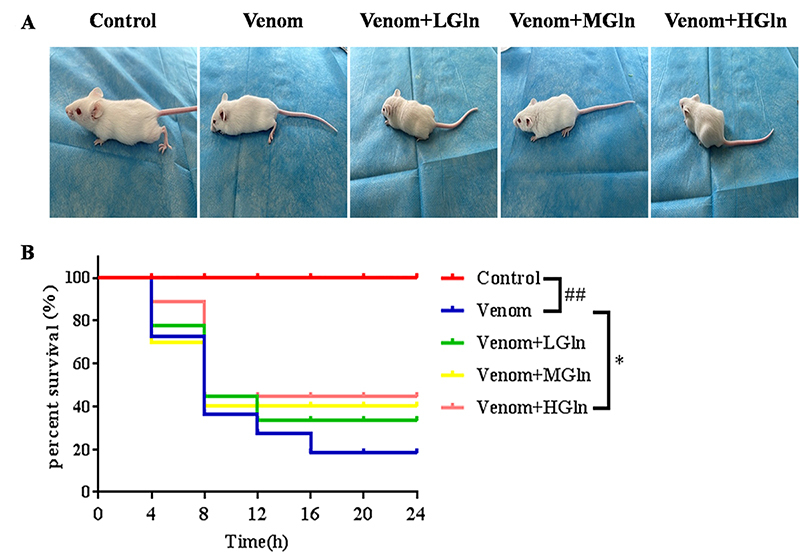 Glutamine ameliorates <i>Bungarus multicinctus</i> venom-induced lung and heart injury through HSP70: NF-κB p65 and P53/PUMA signaling pathways involved.