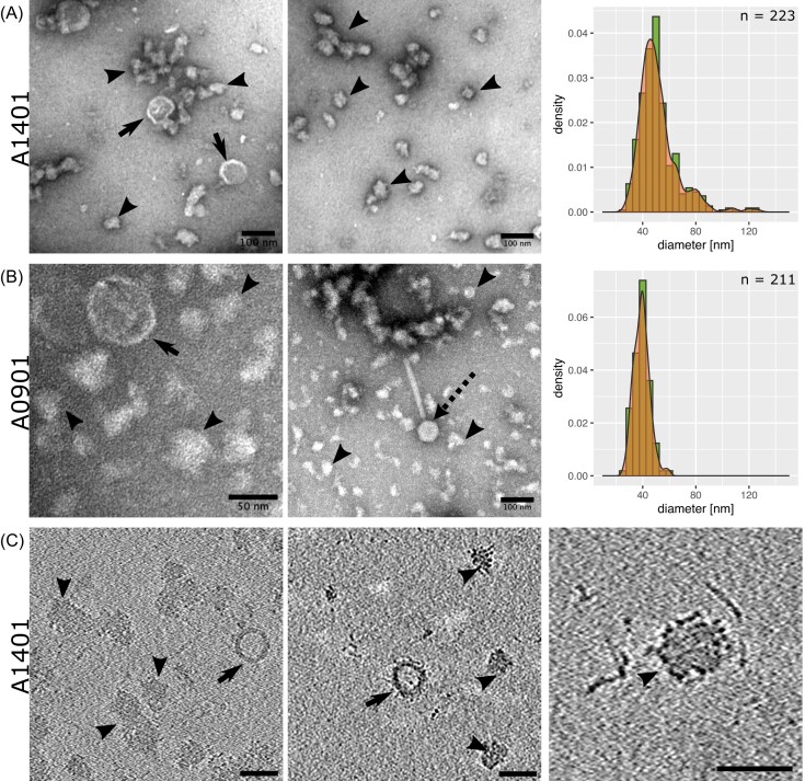 <i>Apilactobacillus kunkeei</i> releases RNA-associated membrane vesicles and proteinaceous nanoparticles.