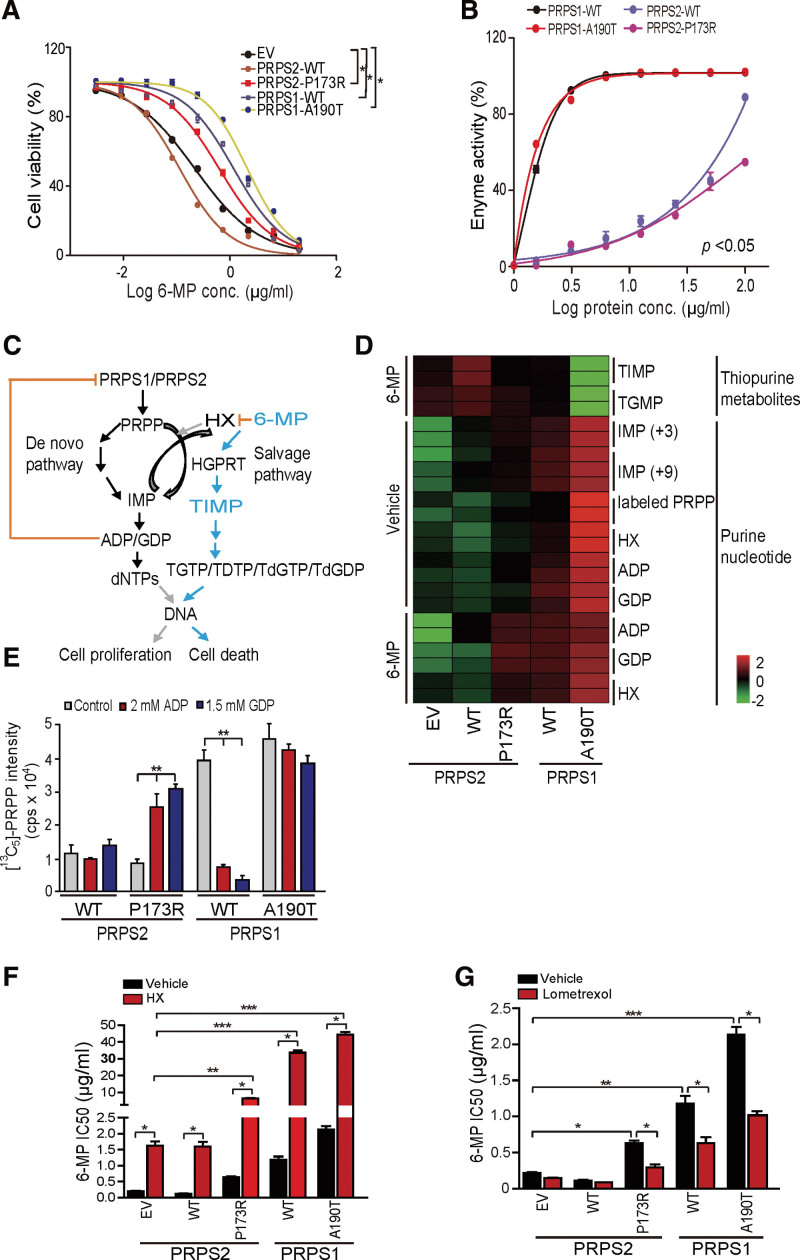 PRPS2 mutations drive acute lymphoblastic leukemia relapse through influencing PRPS1/2 hexamer stability.