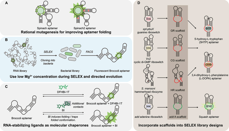 Synthetic biology tools to promote the folding and function of RNA aptamers in mammalian cells.