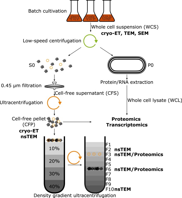 <i>Apilactobacillus kunkeei</i> releases RNA-associated membrane vesicles and proteinaceous nanoparticles.