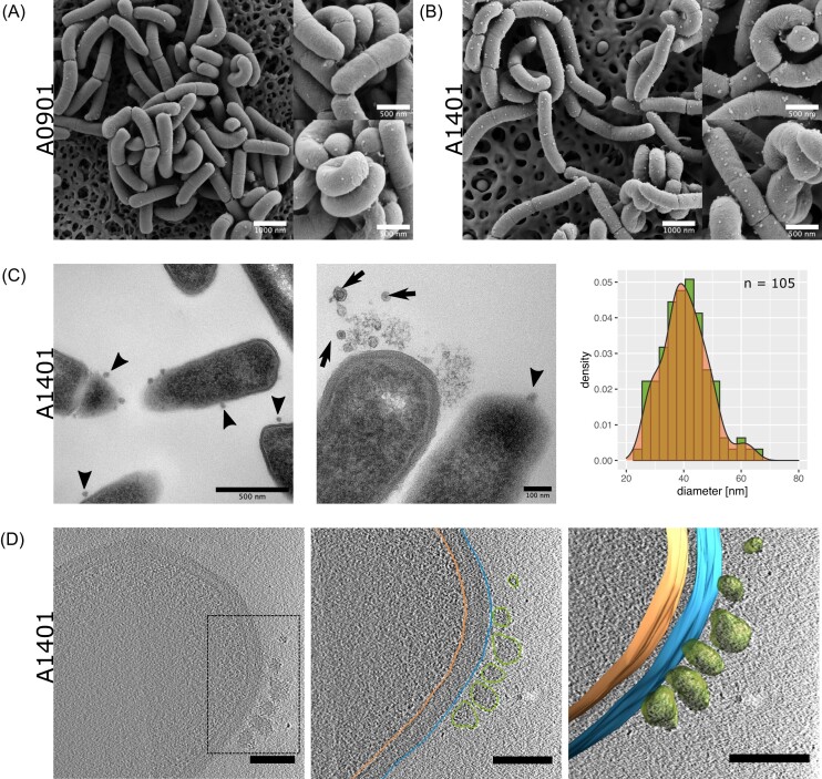 <i>Apilactobacillus kunkeei</i> releases RNA-associated membrane vesicles and proteinaceous nanoparticles.