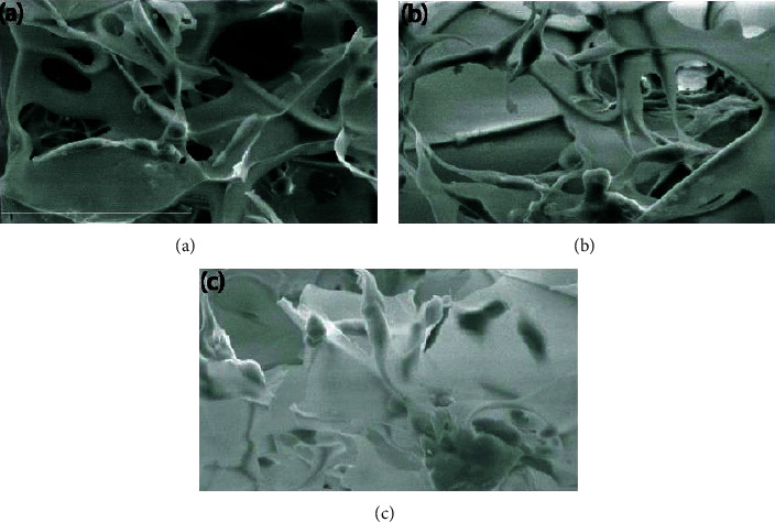 The Impact of Polyethylene Glycol-Modified Chitosan Scaffolds on the Proliferation and Differentiation of Osteoblasts.