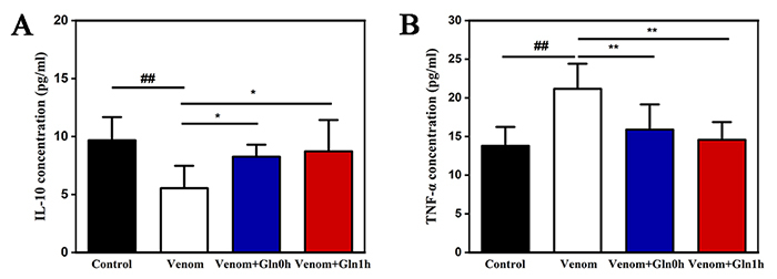 Glutamine ameliorates <i>Bungarus multicinctus</i> venom-induced lung and heart injury through HSP70: NF-κB p65 and P53/PUMA signaling pathways involved.