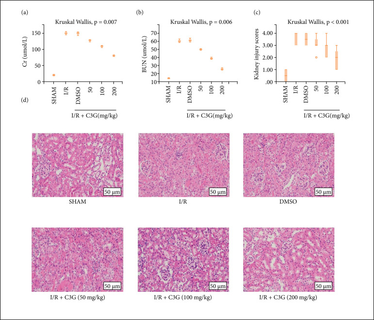 Cyanidin-3-O-glucoside plays a protective role against renal ischemia/ reperfusion injury via the JAK/STAT pathway.