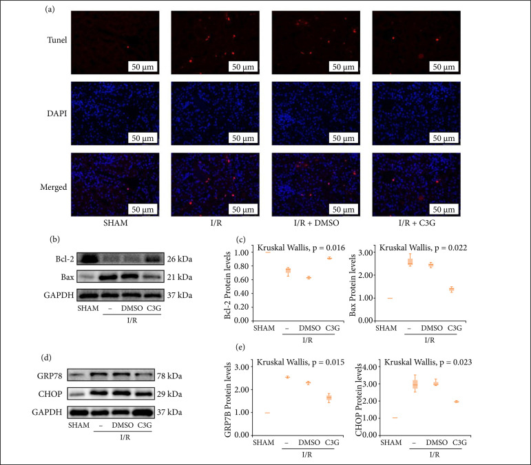 Cyanidin-3-O-glucoside plays a protective role against renal ischemia/ reperfusion injury via the JAK/STAT pathway.