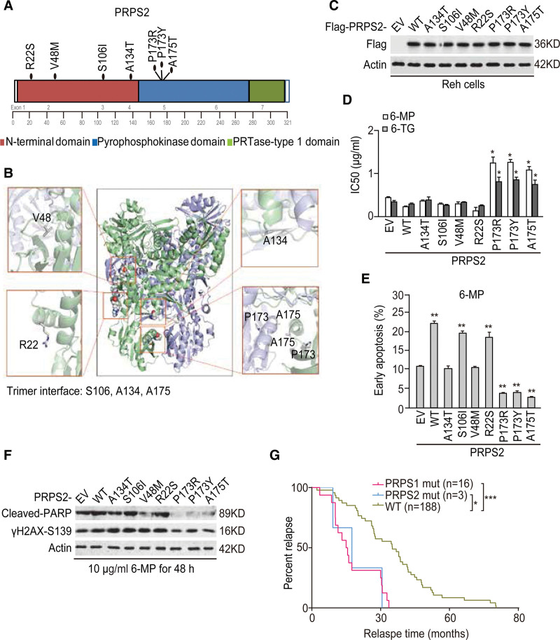 PRPS2 mutations drive acute lymphoblastic leukemia relapse through influencing PRPS1/2 hexamer stability.