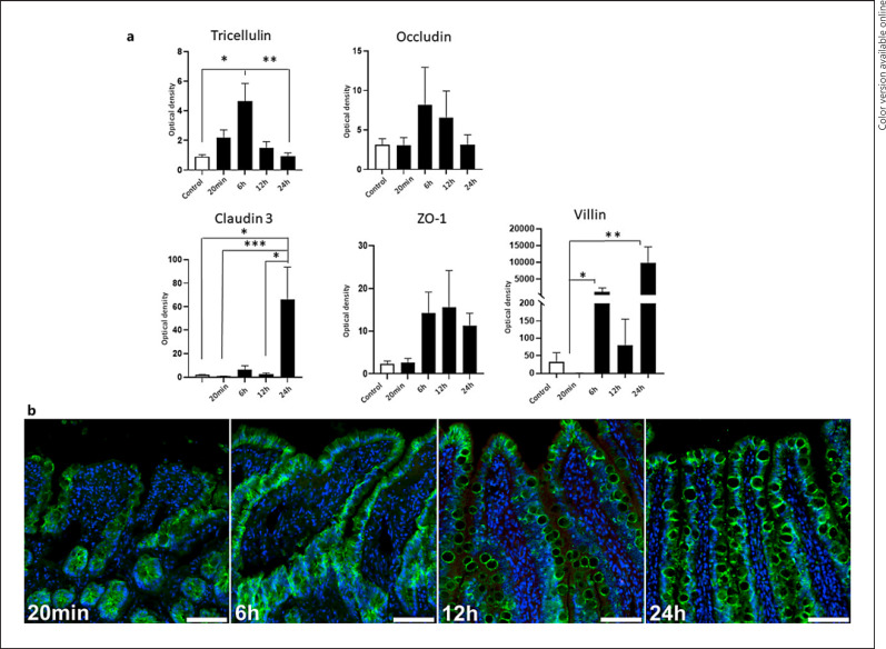 Mucosal Recovery after Intestinal Transplantation in the Rat: A Sequential Histological and Molecular Assessment.