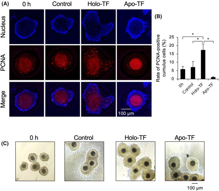 Pre-culture with transferrin-Fe<sup>3+</sup> before in vitro maturation improves the developmental competence of porcine oocytes matured in vitro.