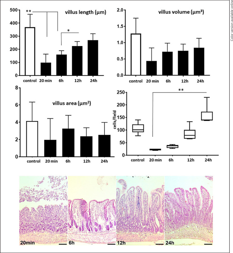 Mucosal Recovery after Intestinal Transplantation in the Rat: A Sequential Histological and Molecular Assessment.