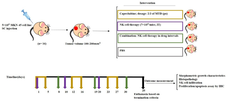 Chemo-immune cell therapy by intratumoral injection of adoptive NK cells with capecitabine in gastric cancer xenograft model.