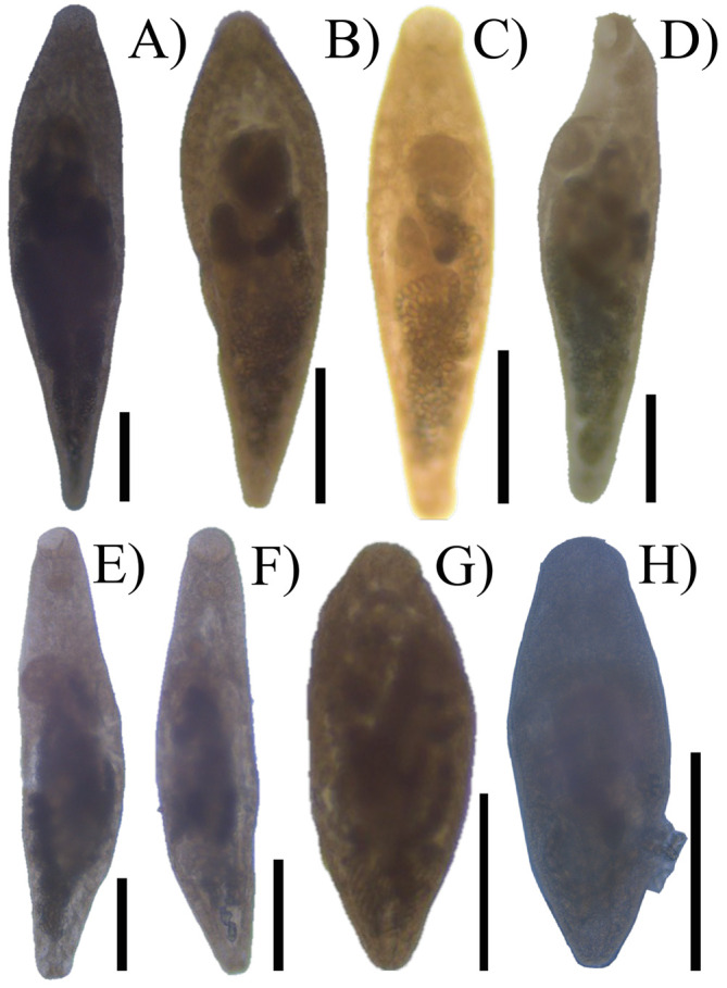 Monorchiids (Digenea, Trematoda) of fishes in the Yucatán Peninsula, Mexico, with the description of three new species based on morphological and molecular data.